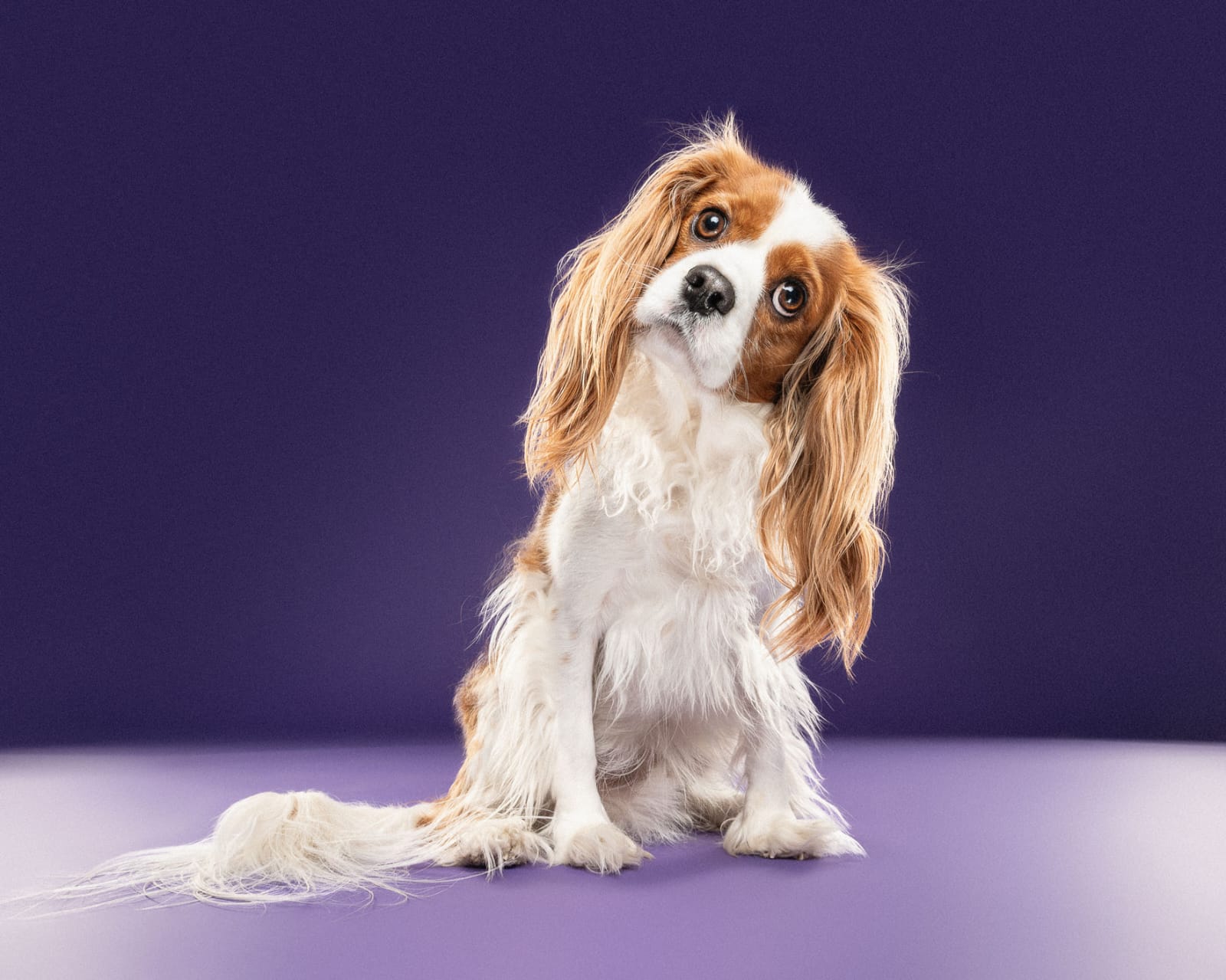 A cute dog tilts his head to the side.